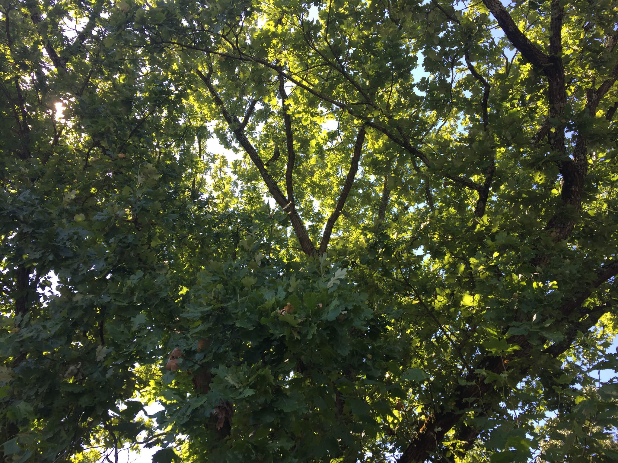 Quercus macrocarpa